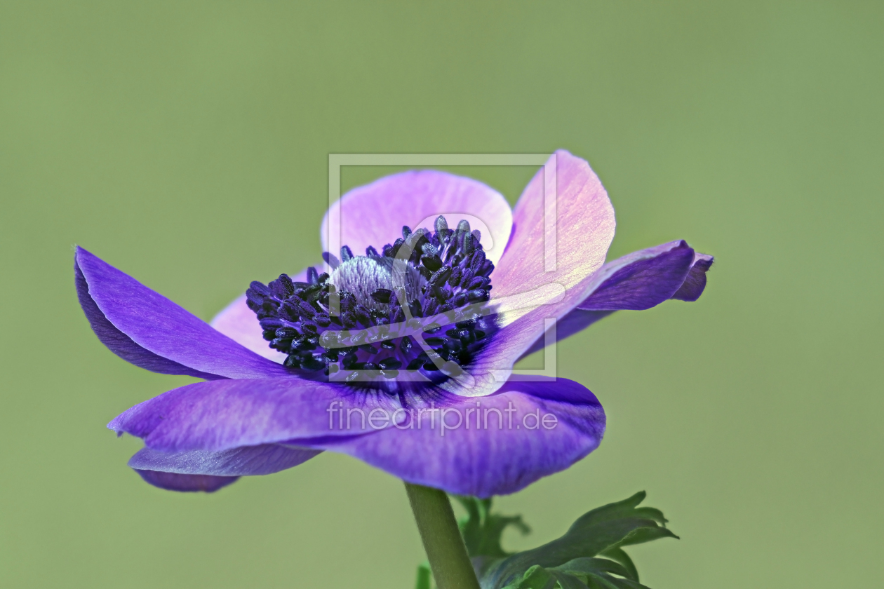 Bild-Nr.: 12942578 Anemone erstellt von Gerhard Albicker