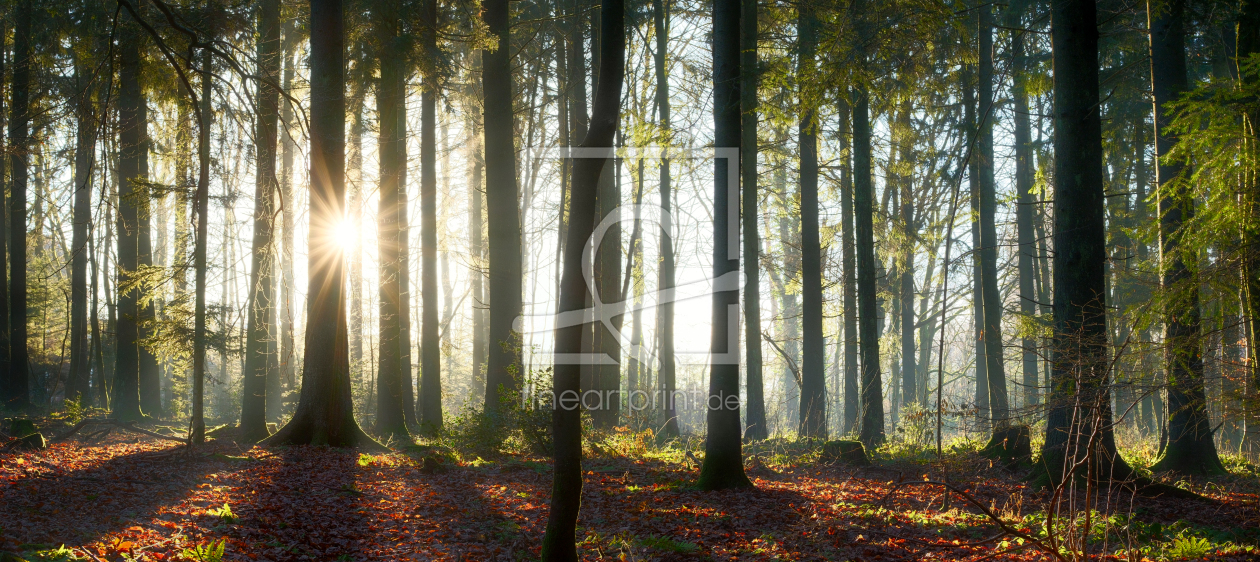 Bild-Nr.: 12942634 Sonne scheint durch Baumstämme im Wald erstellt von Smileus