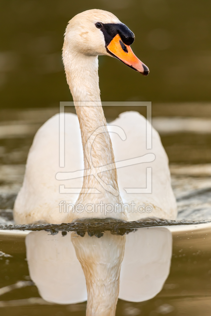 Bild-Nr.: 12943275 Höckerschwan erstellt von DirkR