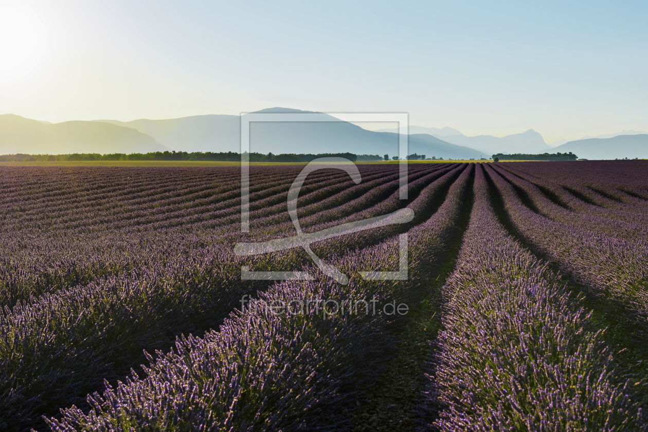 Bild-Nr.: 12944471 Provence 12 erstellt von danielschoenen