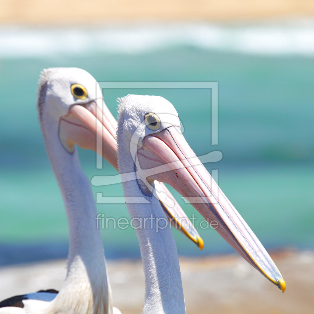 Bild-Nr.: 12944786 Brillenpelikane in Australien erstellt von DirkR