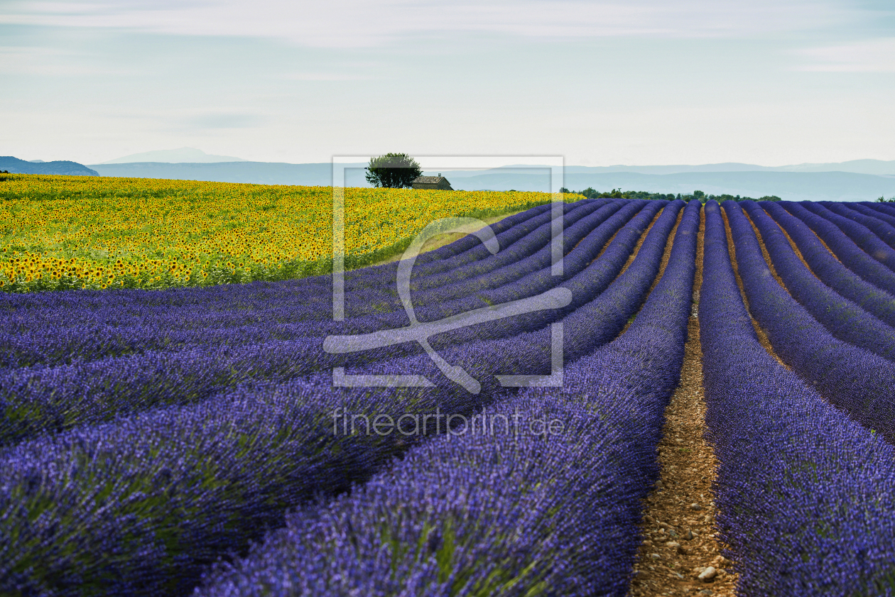 Bild-Nr.: 12945154 Provence 14 erstellt von danielschoenen