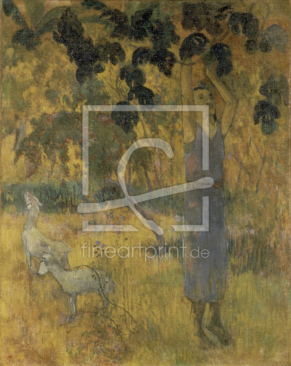 Bild-Nr.: 30000658 P.Gauguin / Man Picking Fruit / 1897 erstellt von Gauguin, Paul