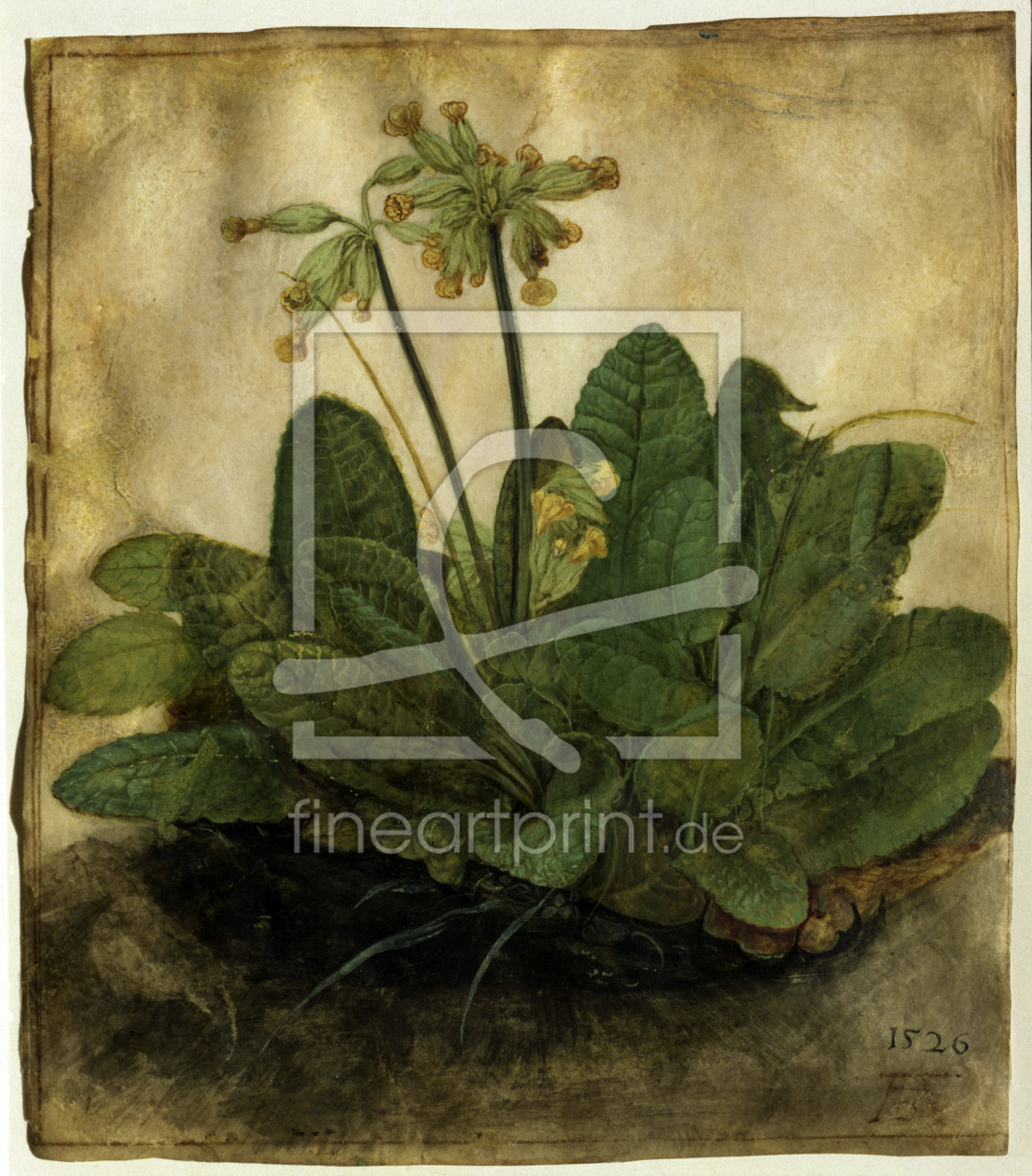 Bild-Nr.: 30002840 A.Dürer, Cowslip / 1503/05 erstellt von Dürer, Albrecht