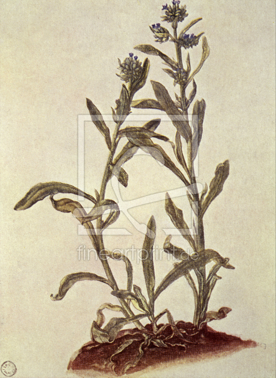 Bild-Nr.: 30002946 A.Dürer / Common bugloss erstellt von Dürer, Albrecht