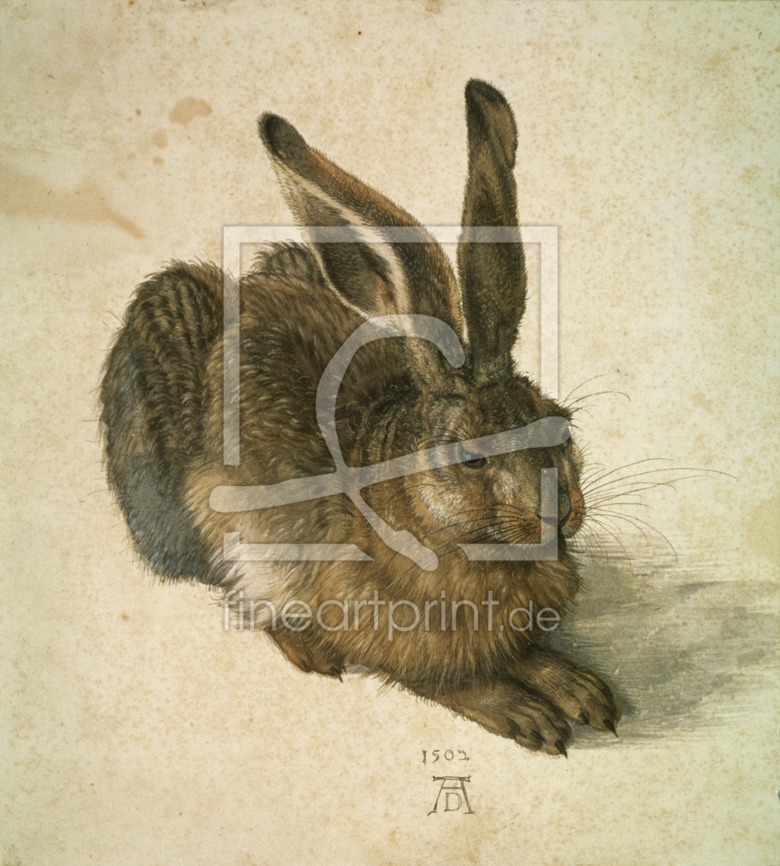 Bild-Nr.: 30002990 Young Hare / Duerer / 1502 erstellt von Dürer, Albrecht