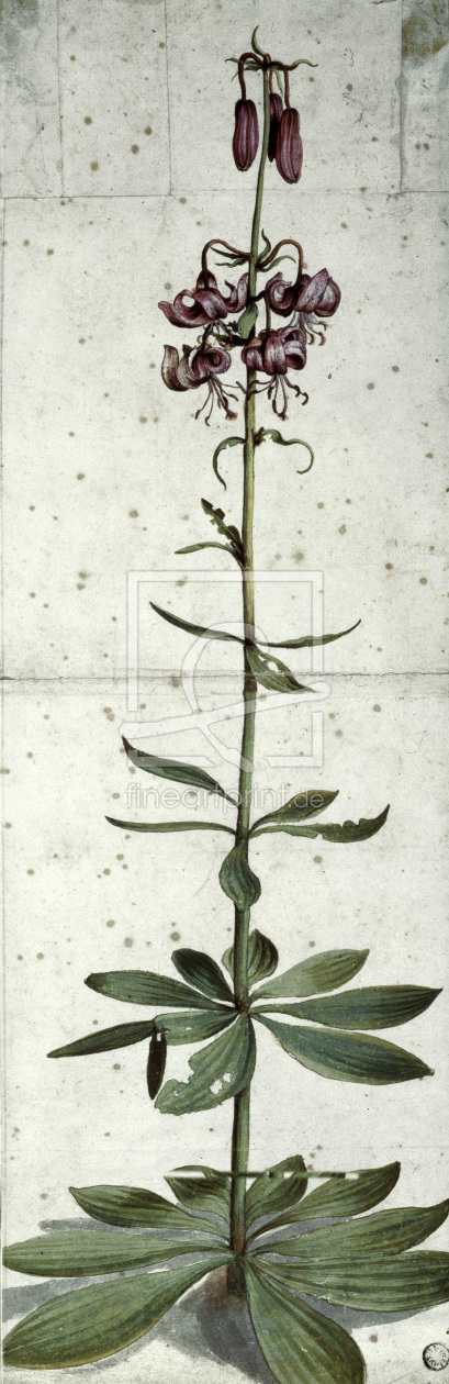 Bild-Nr.: 30002998 Dürer / Turk's cap lily erstellt von Dürer, Albrecht