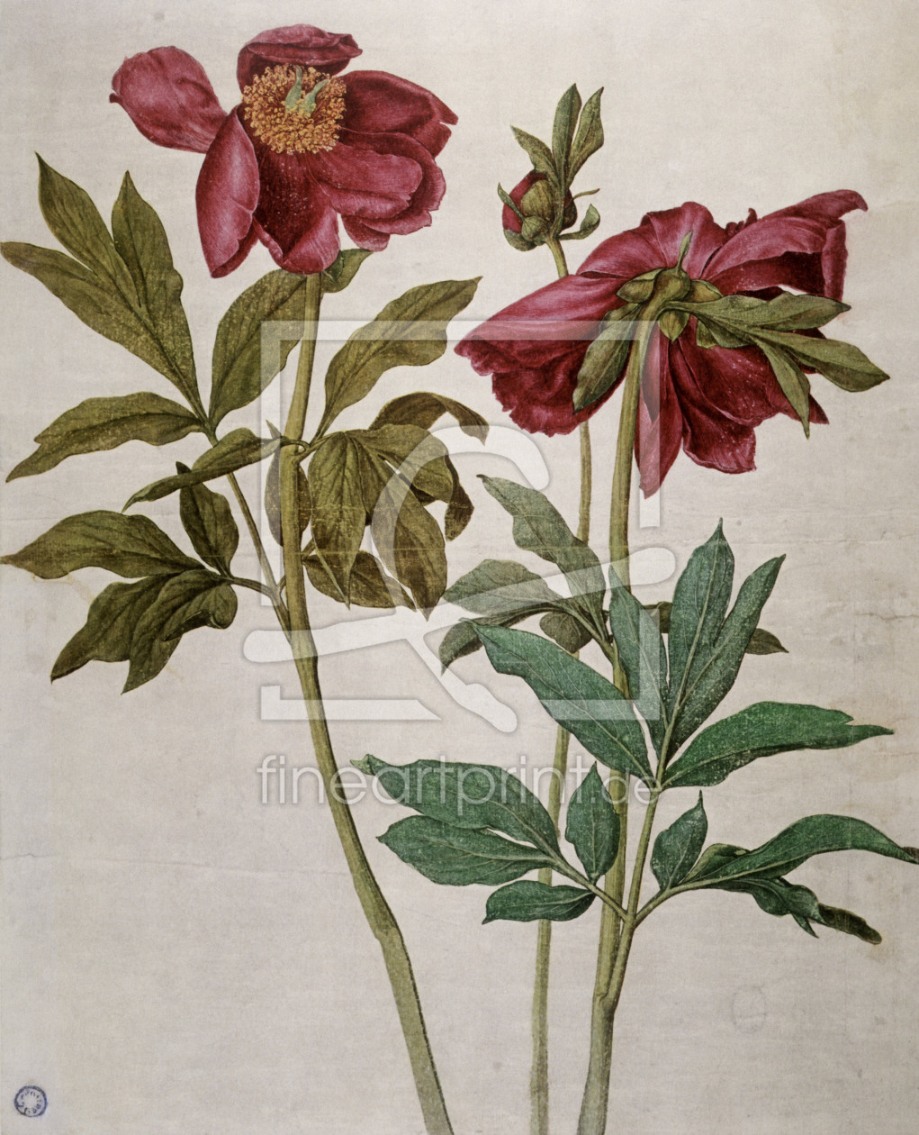 Bild-Nr.: 30003042 Peonies / Dürer erstellt von Dürer, Albrecht