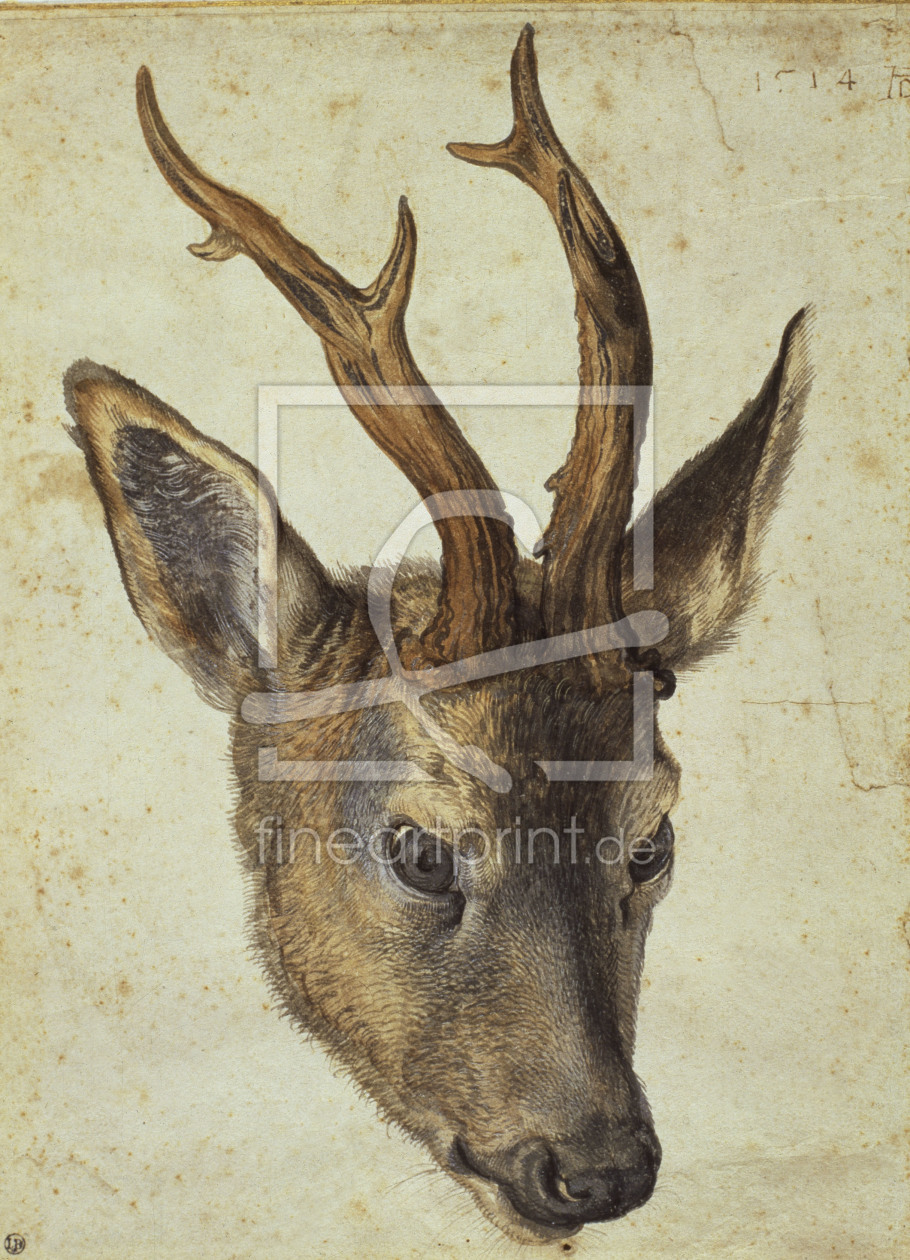 Bild-Nr.: 30003046 A.Dürer, Head of a Roebuck / Draw./1514 erstellt von Dürer, Albrecht