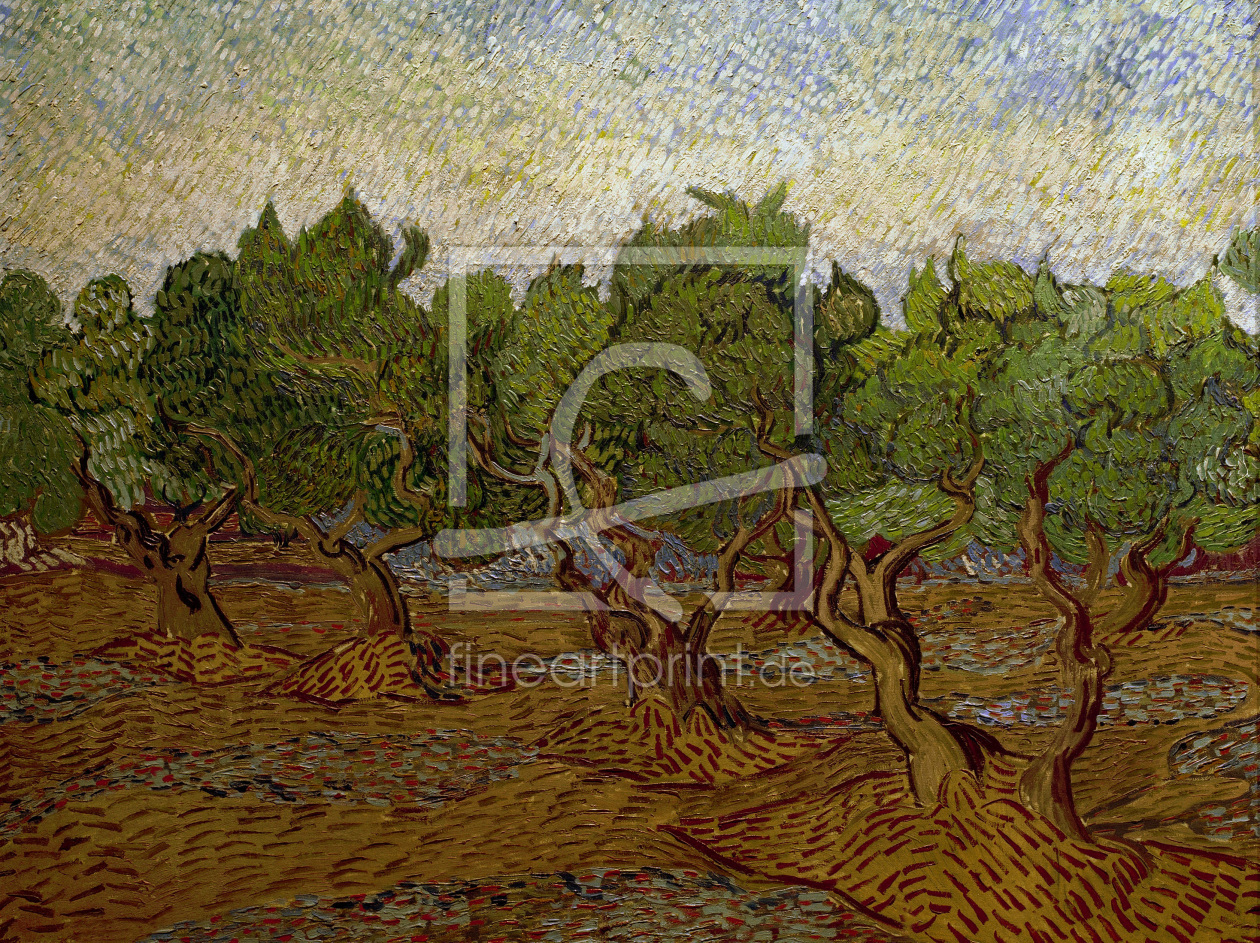 Bild-Nr.: 30003302 Van Gogh, Olive Grove / Paint./ 1889 erstellt von van Gogh, Vincent