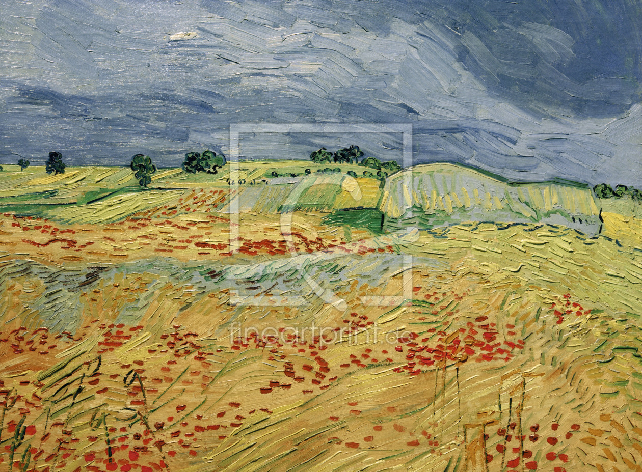 Bild-Nr.: 30003312 Van Gogh / Fields with Blooming Poppies erstellt von van Gogh, Vincent