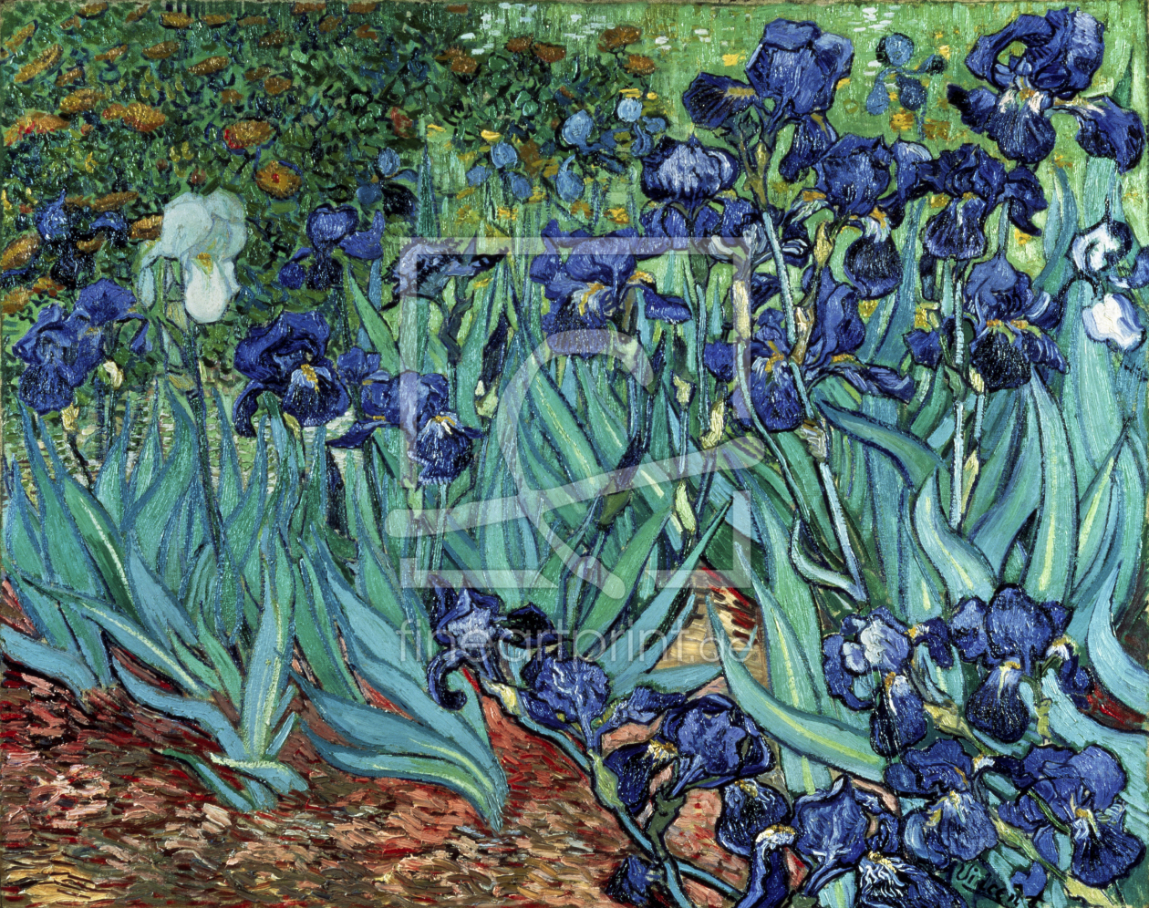 Bild-Nr.: 30003494 van Gogh / Irises / 1889 erstellt von van Gogh, Vincent