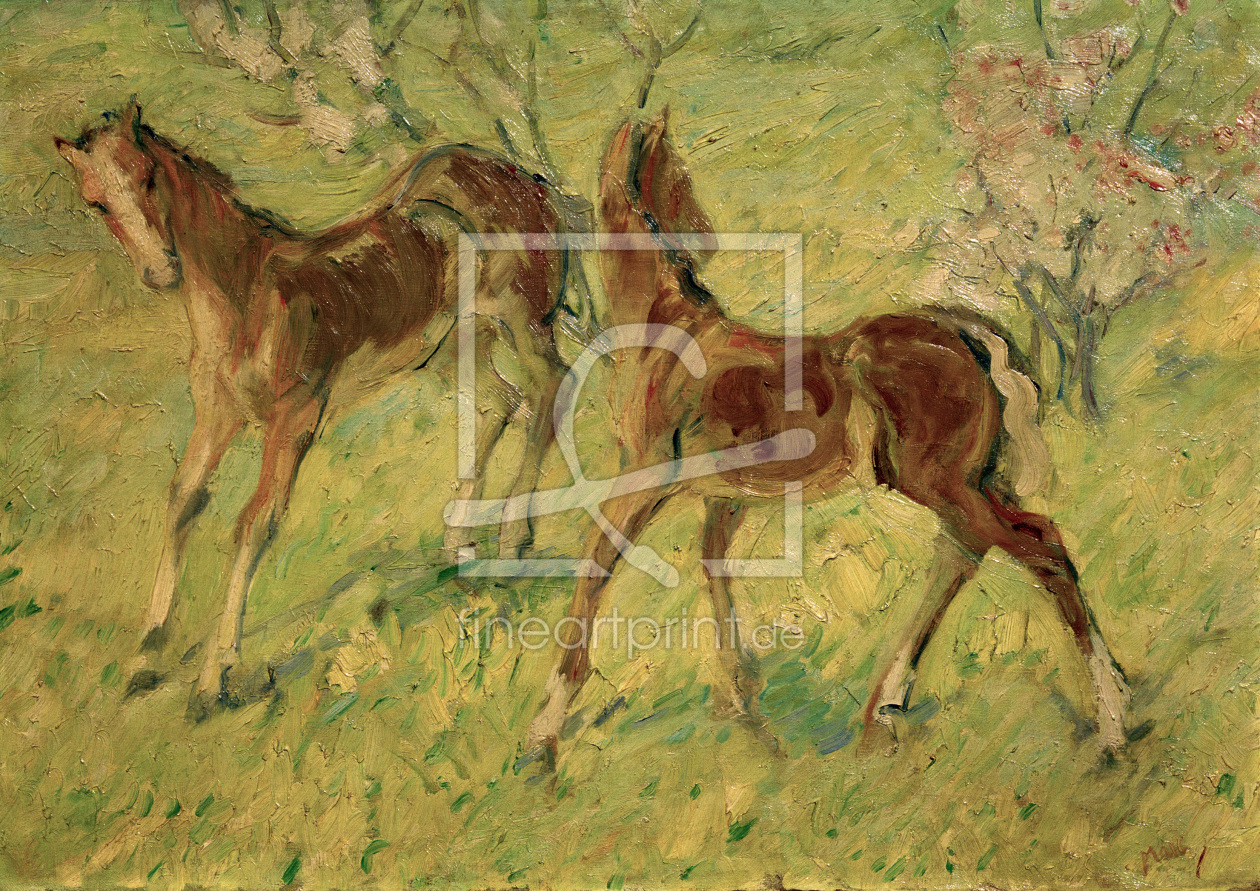 Bild-Nr.: 30005596 Franz Marc, Fohlen auf der Weide erstellt von Marc, Franz