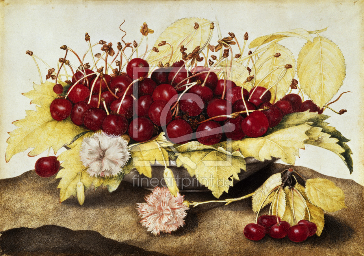 Bild-Nr.: 30009096 G.Garzoni / Cherries and carnations. erstellt von Garzoni, Giovanna