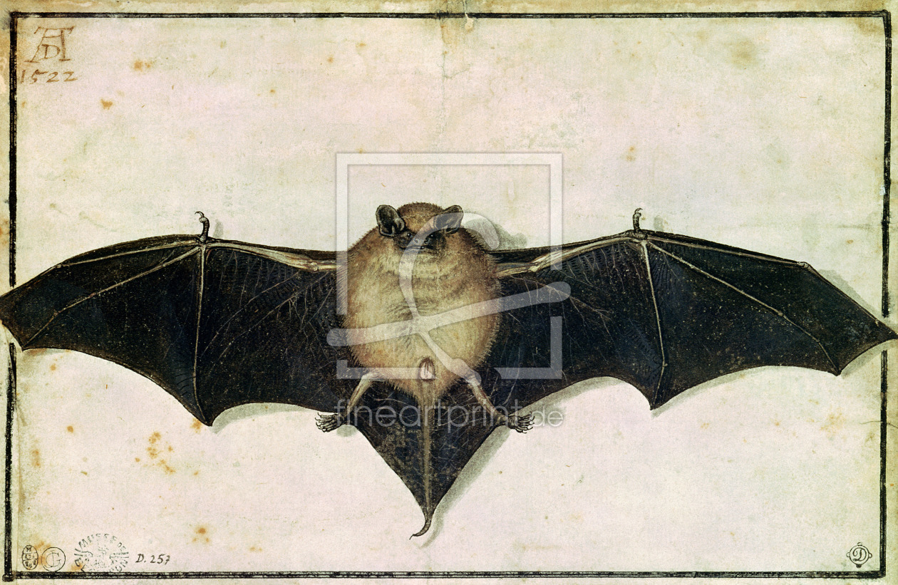 Bild-Nr.: 31000346 Bat, 1522 erstellt von Dürer, Albrecht