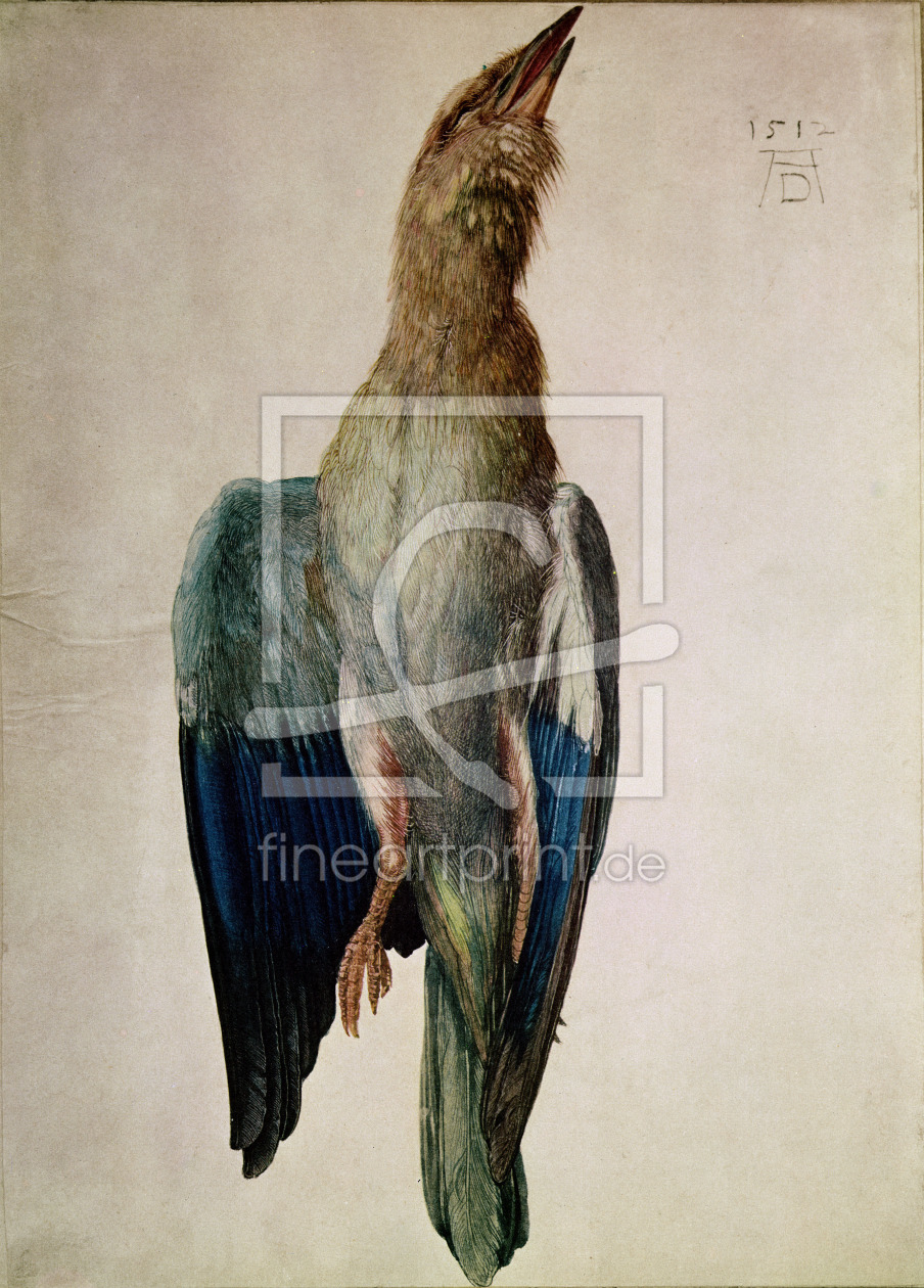 Bild-Nr.: 31000347 Blue Crow, 1512 erstellt von Dürer, Albrecht