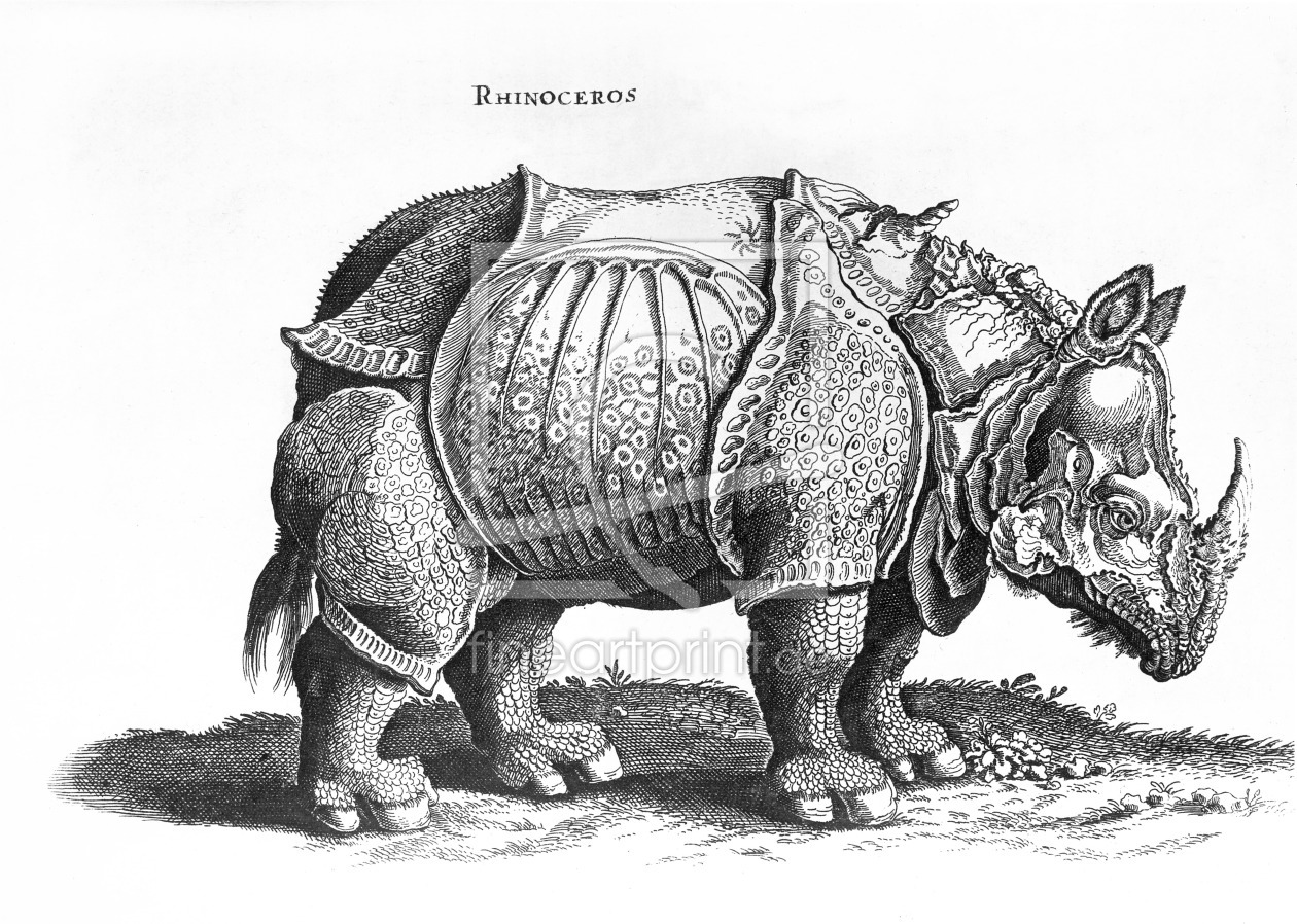 Bild-Nr.: 31000373 Rhinoceros, no.76 from 'Historia Animalium' by Conrad Gesner published in July 1 erstellt von Dürer, Albrecht