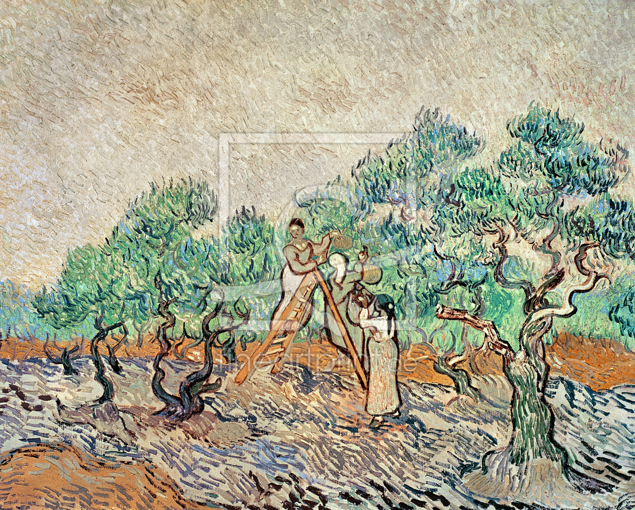 Bild-Nr.: 31001375 The Olive Orchard, 1889 erstellt von van Gogh, Vincent