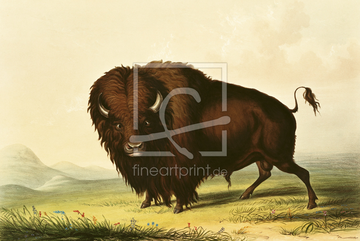 Bild-Nr.: 31001708 A Bison, c.1832 erstellt von Catlin, George