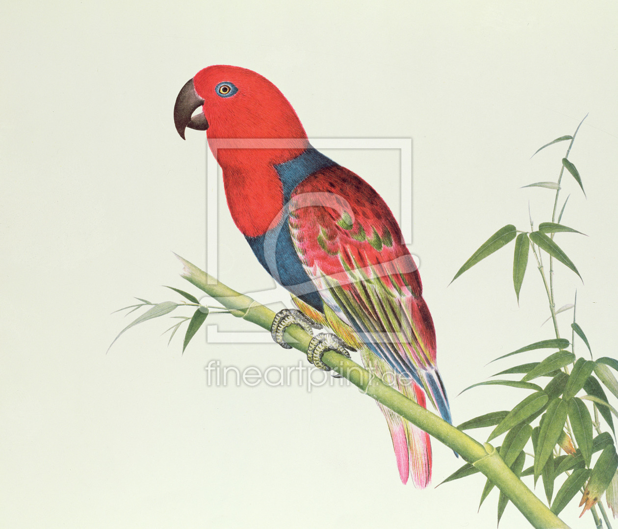Bild-Nr.: 31001800 Electus Parrot, on a bamboo shoot, Ch'ien-lung period erstellt von Anonyme Künstler