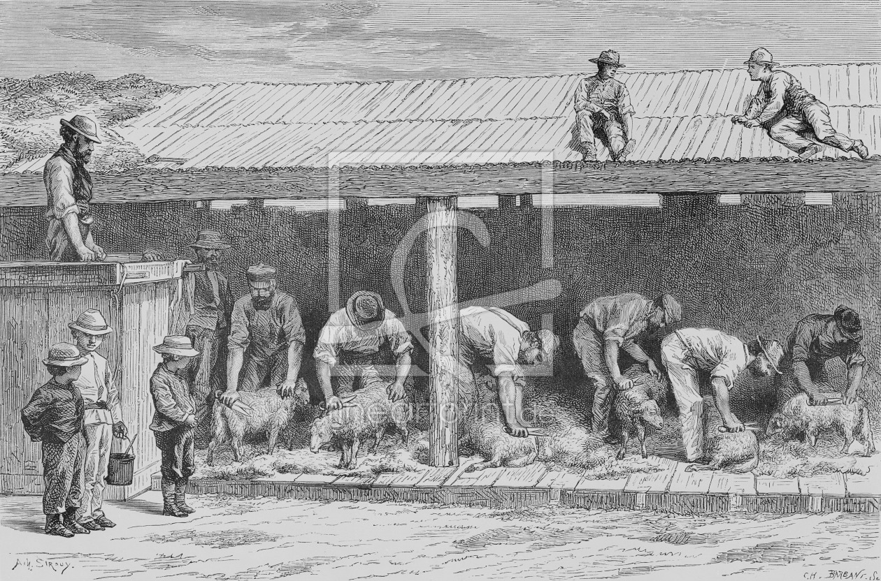 Bild-Nr.: 31001973 Sheep Shearing, c.1880, from 'Australian Pictures' by Howard Willoughby, publish erstellt von Anonyme Künstler