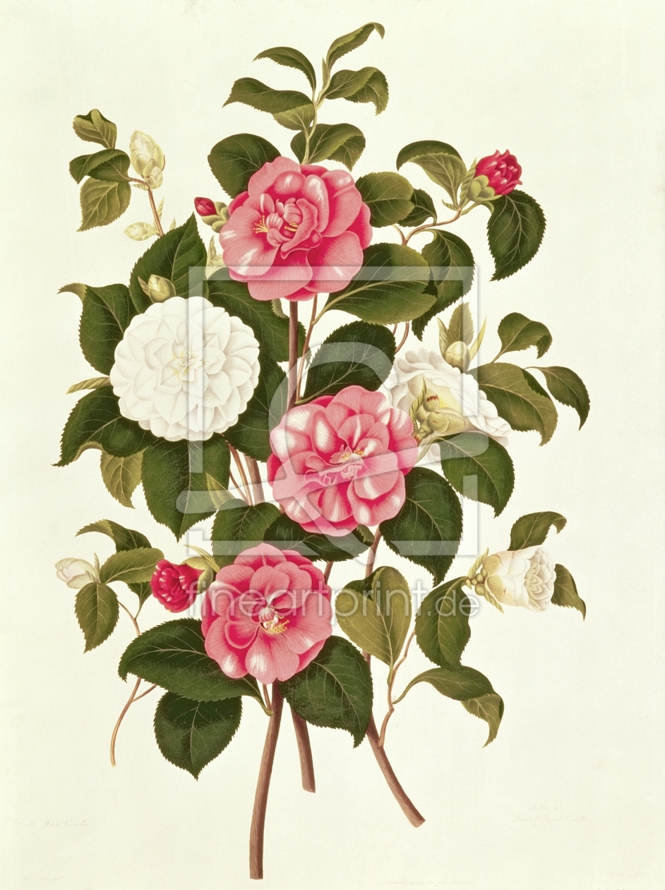 Bild-Nr.: 31001997 Camellia from 