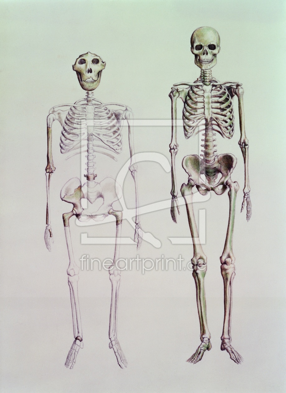 Bild-Nr.: 31001999 Skeletons of Australopithecus Boisei and Homo Sapiens erstellt von Anonyme Künstler