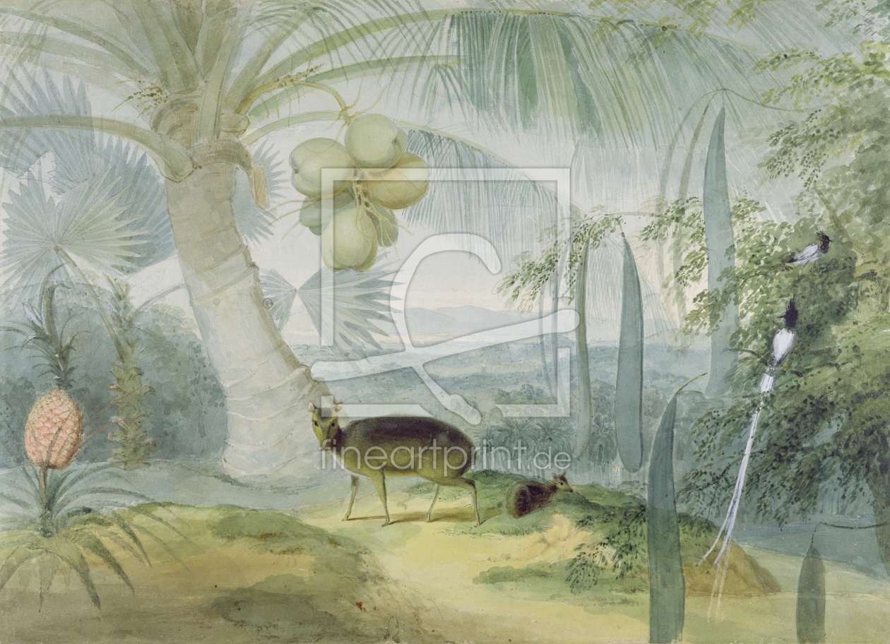 Bild-Nr.: 31002154 A Landscape in Ceylon, with Barking Deer and Fawn and a pair of Paradise Fly-Cat Bild-Nr.: 31002154 A Landscape in Ceylon, with Barking Deer and Fawn and a pair of Paradise Fly-Cat erstellt von Daniell, Samuel