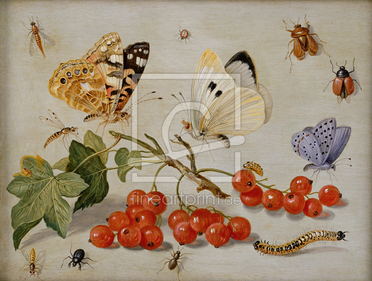 Bild-Nr.: 31002264 A still life with sprig of Redcurrants, butterflies, beetles, caterpillar and in Bild-Nr.: 31002264 A still life with sprig of Redcurrants, butterflies, beetles, caterpillar and in erstellt von Kessel, Jan van, the Elder