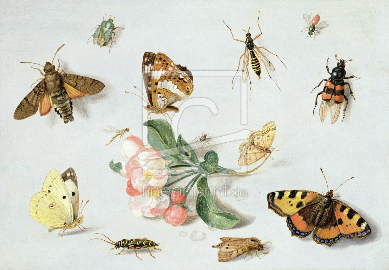 Bild-Nr.: 31002265 Butterflies, moths and other insects with a sprig of apple blossom erstellt von Kessel, Jan van, the Elder