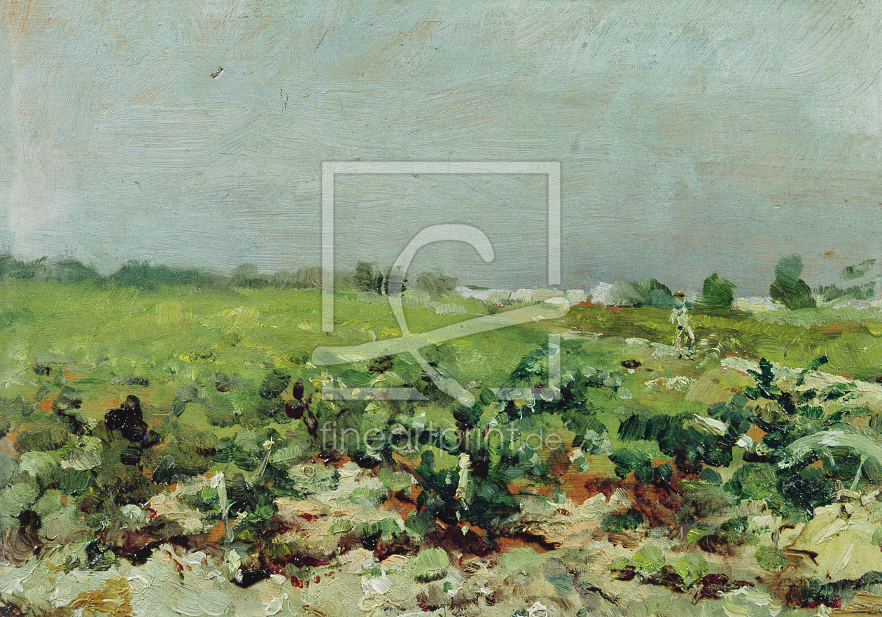 Bild-Nr.: 31002309 Celeyran, View of the Vineyard, 1880 erstellt von Toulouse-Lautrec, Henri de