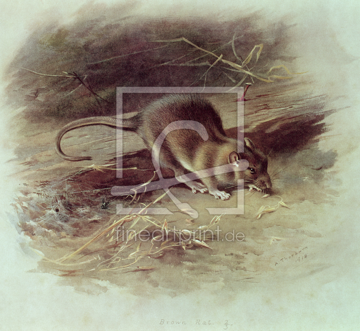 Bild-Nr.: 31002777 Brown Rat 1918 Bild-Nr.: 31002777 Brown Rat 1918 erstellt von Thorburn, Archibald