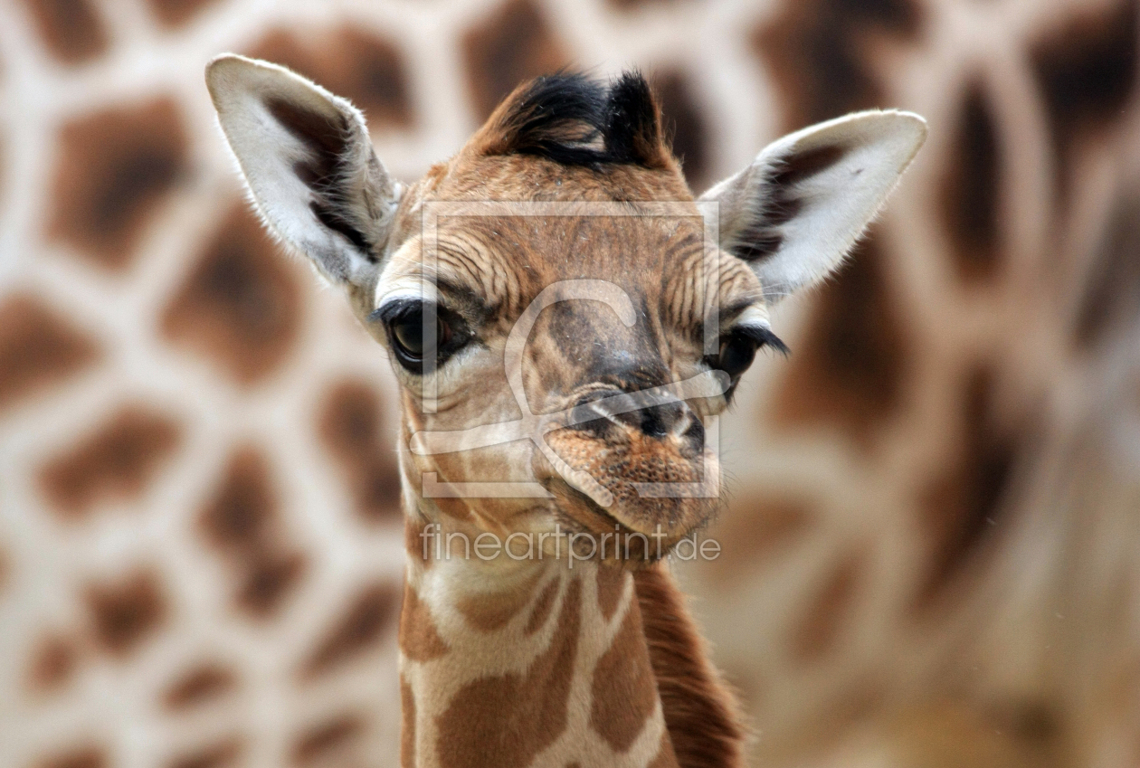 Bild-Nr.: 9230647 Giraffenportrait erstellt von Marcel Schauer