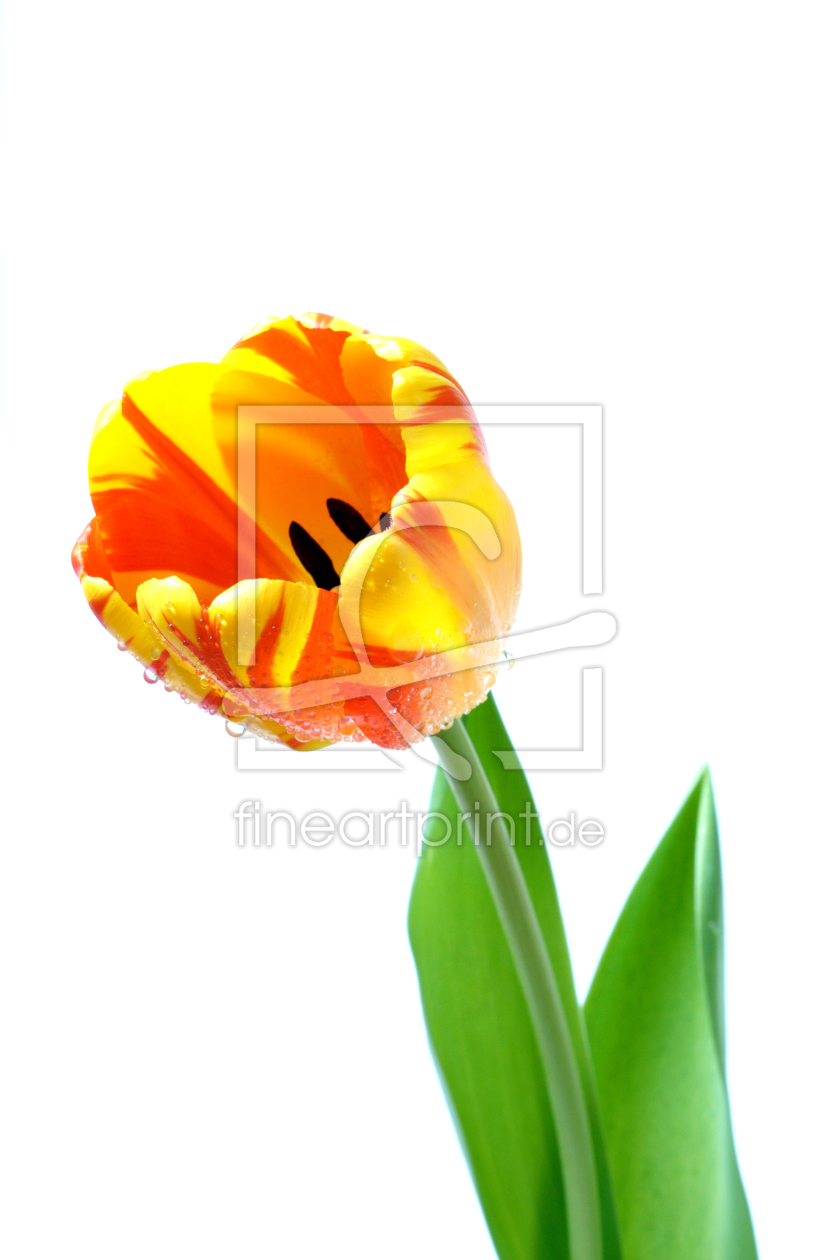 Bild-Nr.: 9231069 Tulpe mit Wassertropfen erstellt von Uwe Jahn