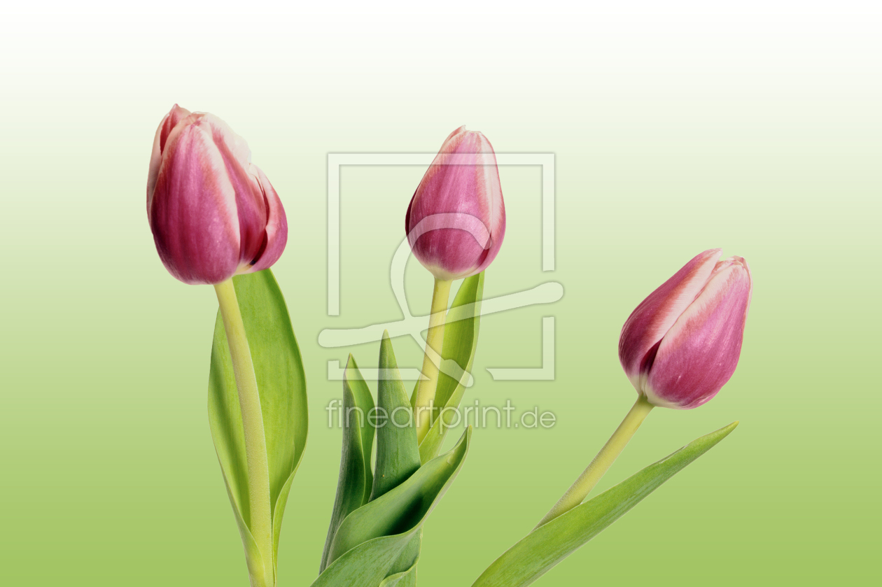 Bild-Nr.: 9237739 Tulpen erstellt von Uwe Jahn