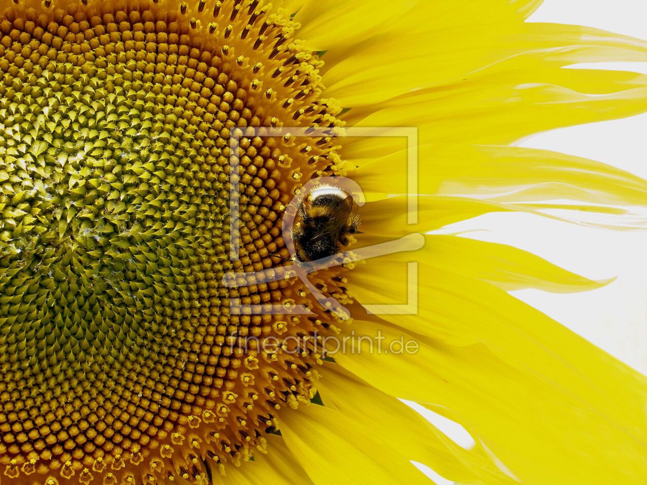 Bild-Nr.: 9239679 Sonnenblume erstellt von Uwe Jahn