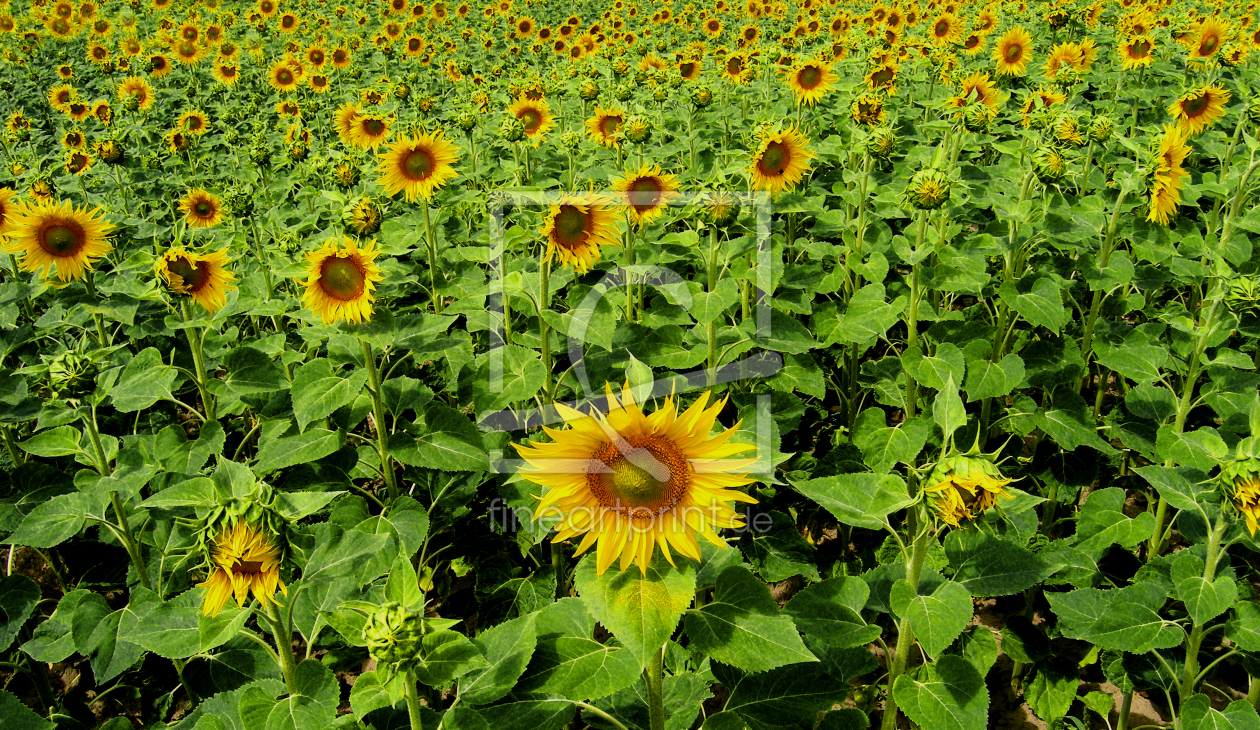 Bild-Nr.: 9240407 Sonnenblumen erstellt von Uwe Jahn