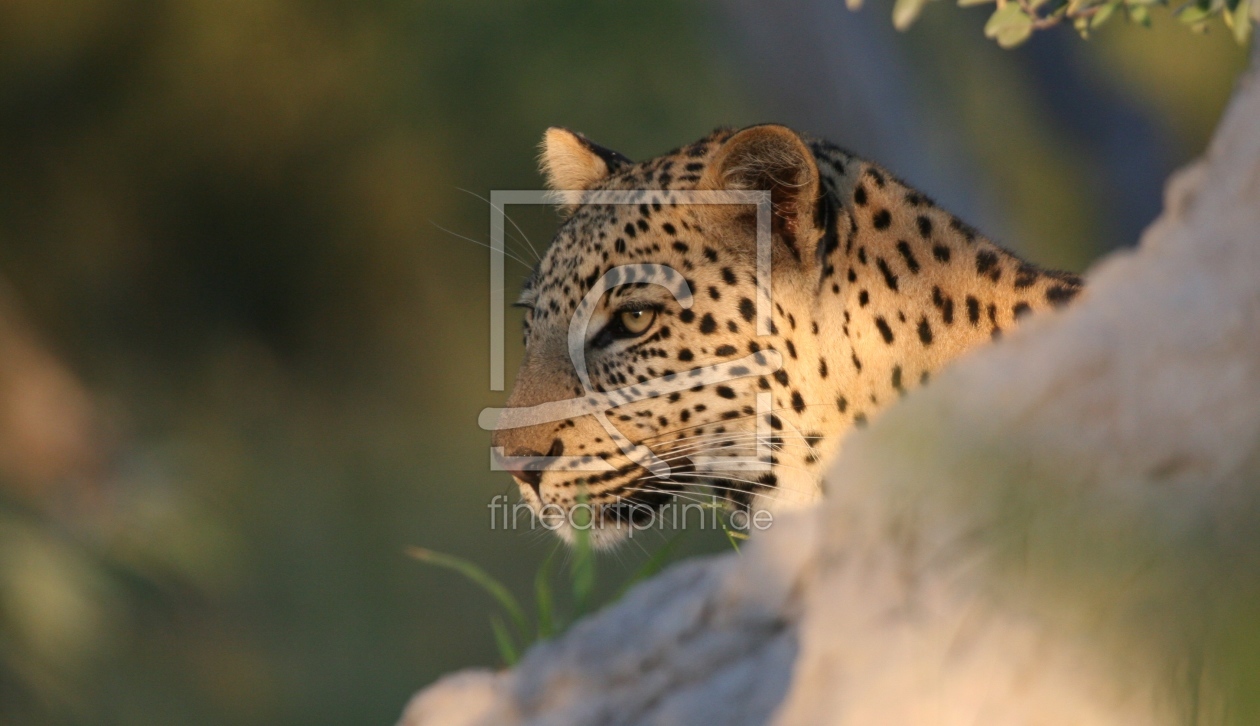 Bild-Nr.: 9244509 Leopard 1 Central Kalahari Botswana erstellt von MisterMister