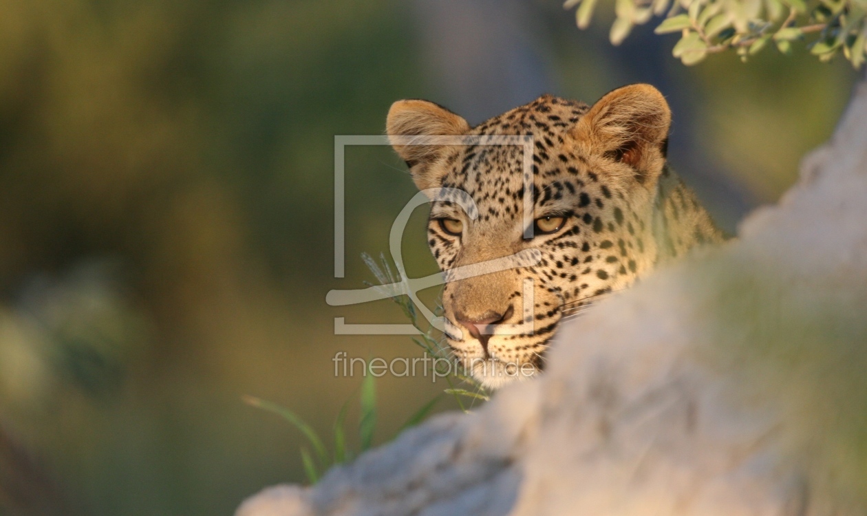 Bild-Nr.: 9244513 Leopard 2 Central Kalahari Botswana erstellt von MisterMister