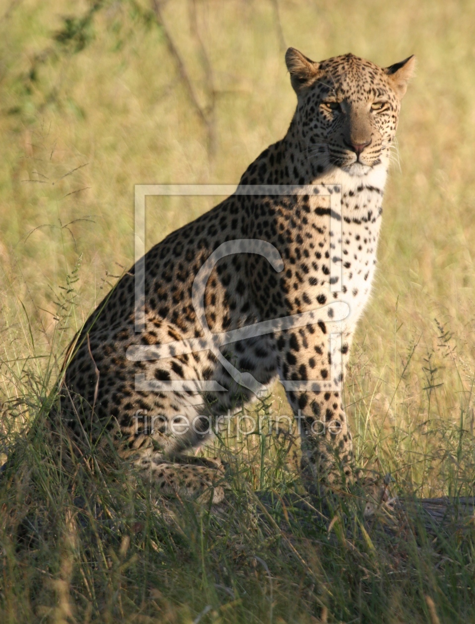 Bild-Nr.: 9244537 Leopard 8 Central Kalahari Botswana erstellt von MisterMister