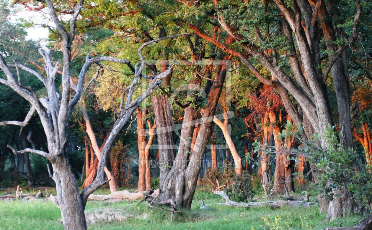 Bild-Nr.: 9244545 Sundown im Moremi Gamereserve Botswana erstellt von MisterMister