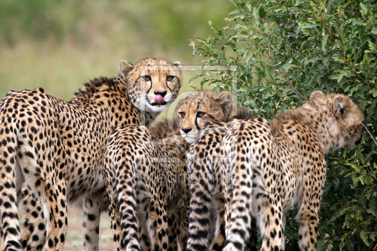 Bild-Nr.: 9251636 Cheetahs - etwas interessiert erstellt von MisterMister