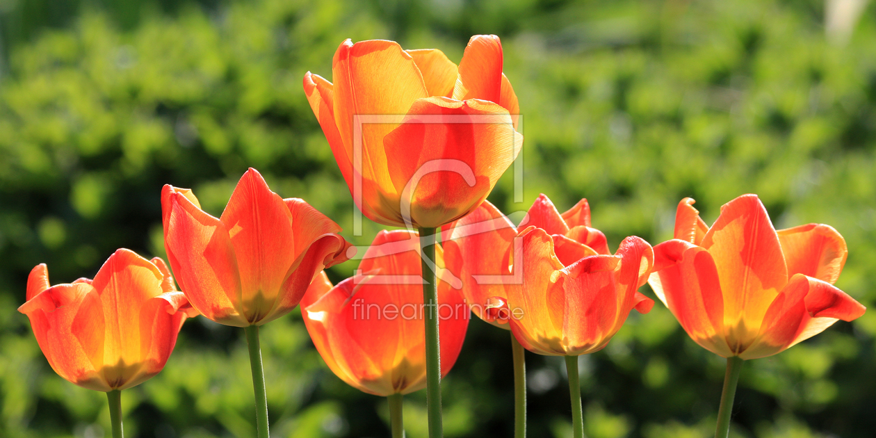 Bild-Nr.: 9252613 Farbenpracht - Tulpen erstellt von Marcel Schauer