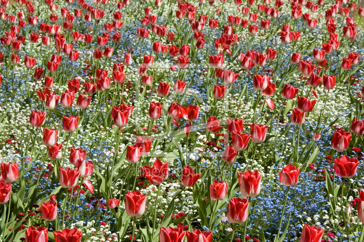 Bild-Nr.: 9252886 Tulpen gemischt erstellt von oldtimer