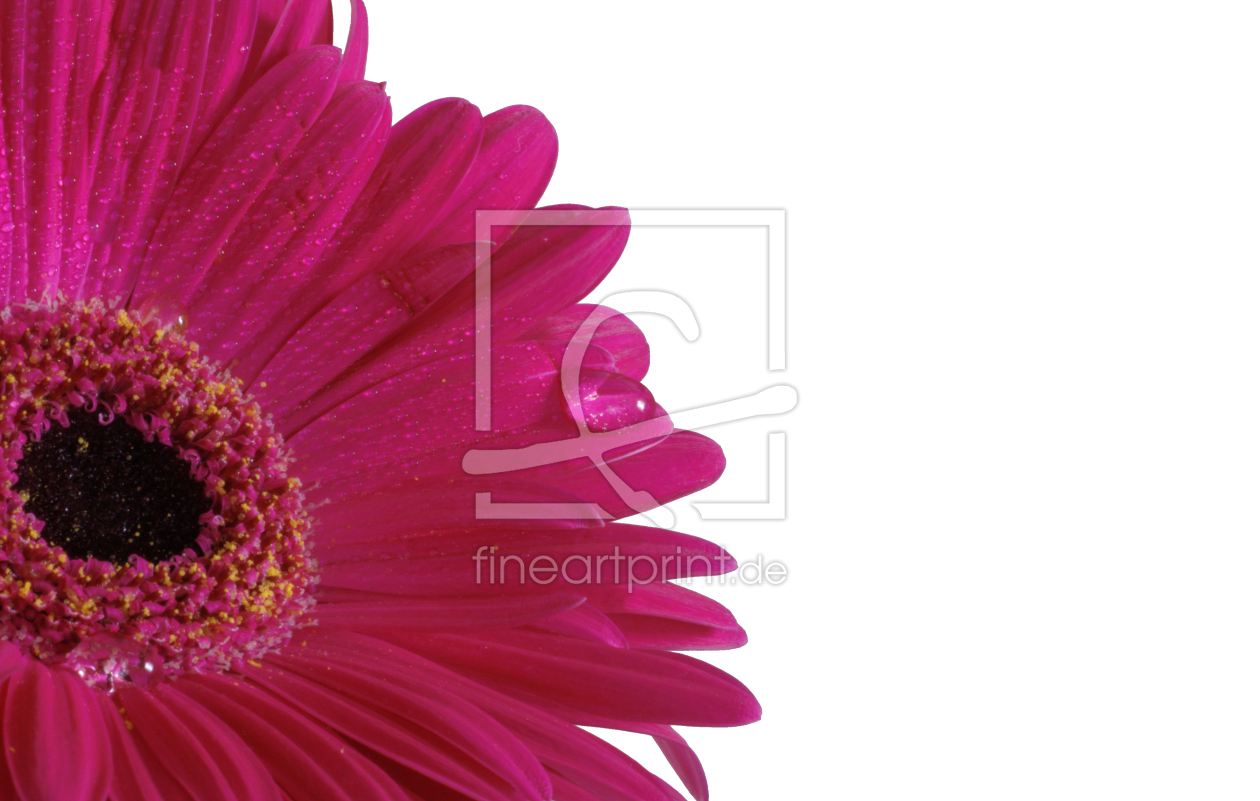 Bild-Nr.: 9253273 Gerbera mit Wassertropfen erstellt von Uwe Jahn