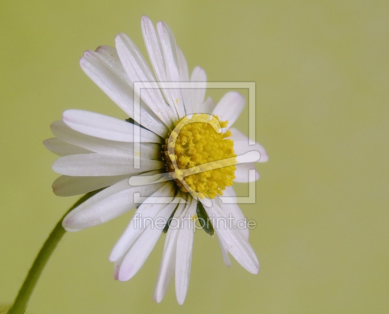 Gänseblümchen als Poster drucken lassen 9256213