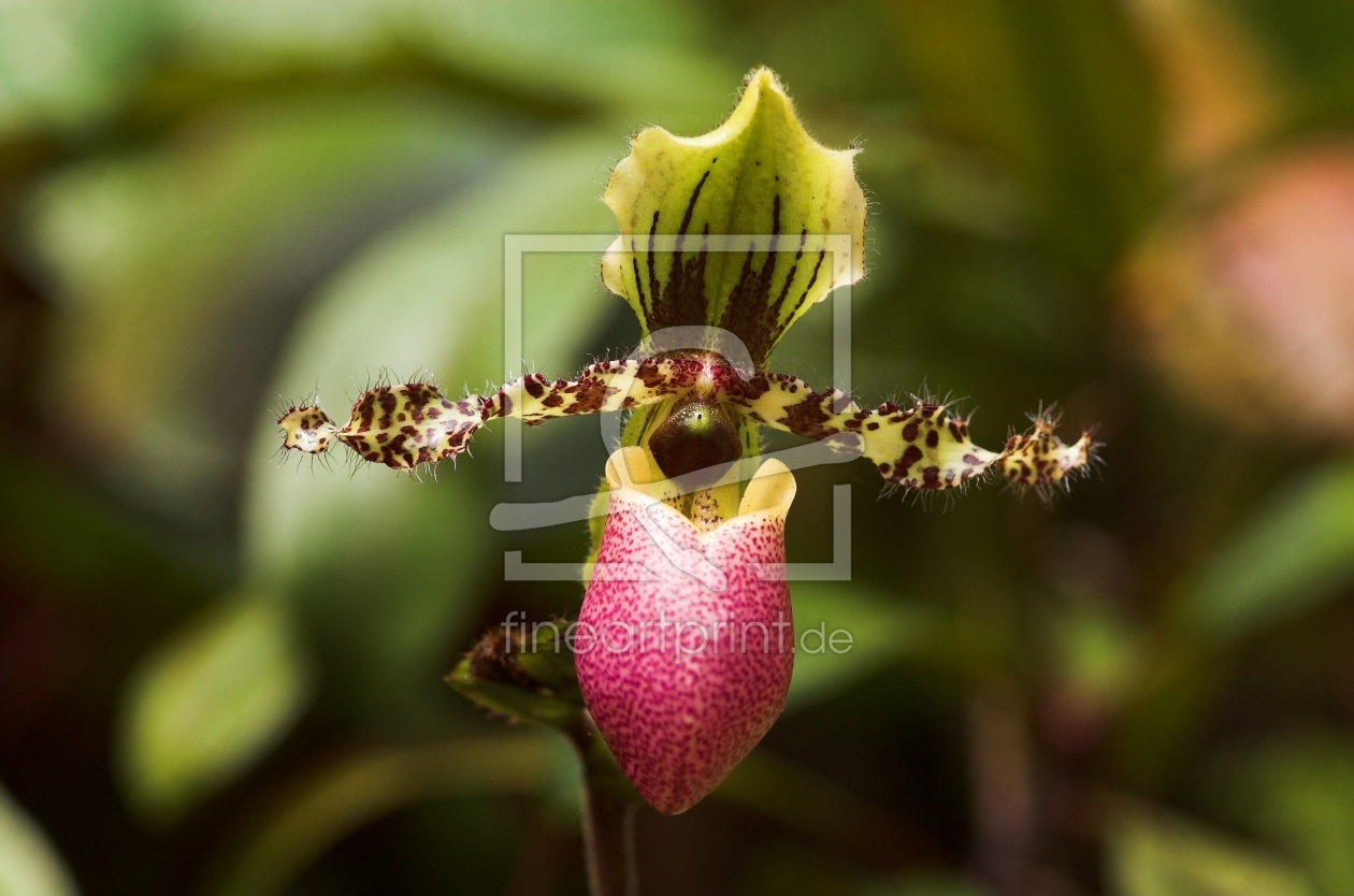 Bild-Nr.: 9256411 Orchideenblüte erstellt von BabsPhoto