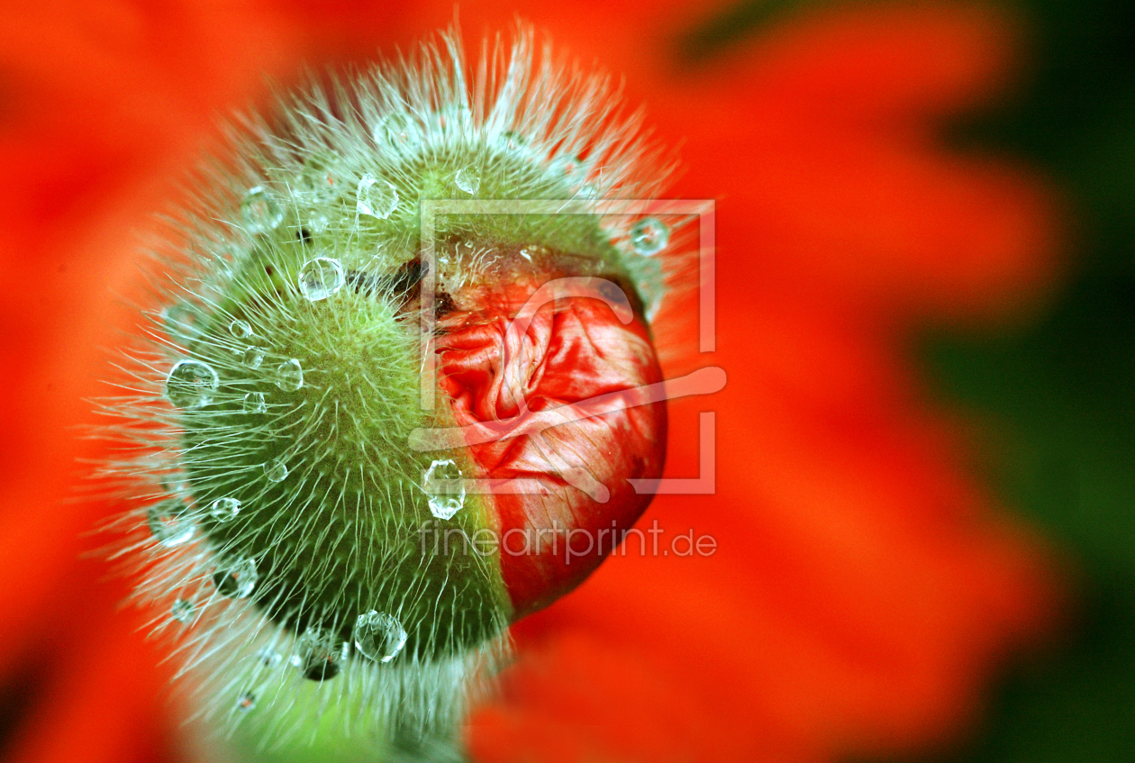 Bild-Nr.: 9257257 Fransenmohn erstellt von  Heidi  Brausch 