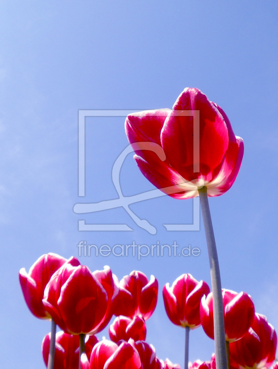 Bild-Nr.: 9258733 Tulpen erstellt von Flower-Power