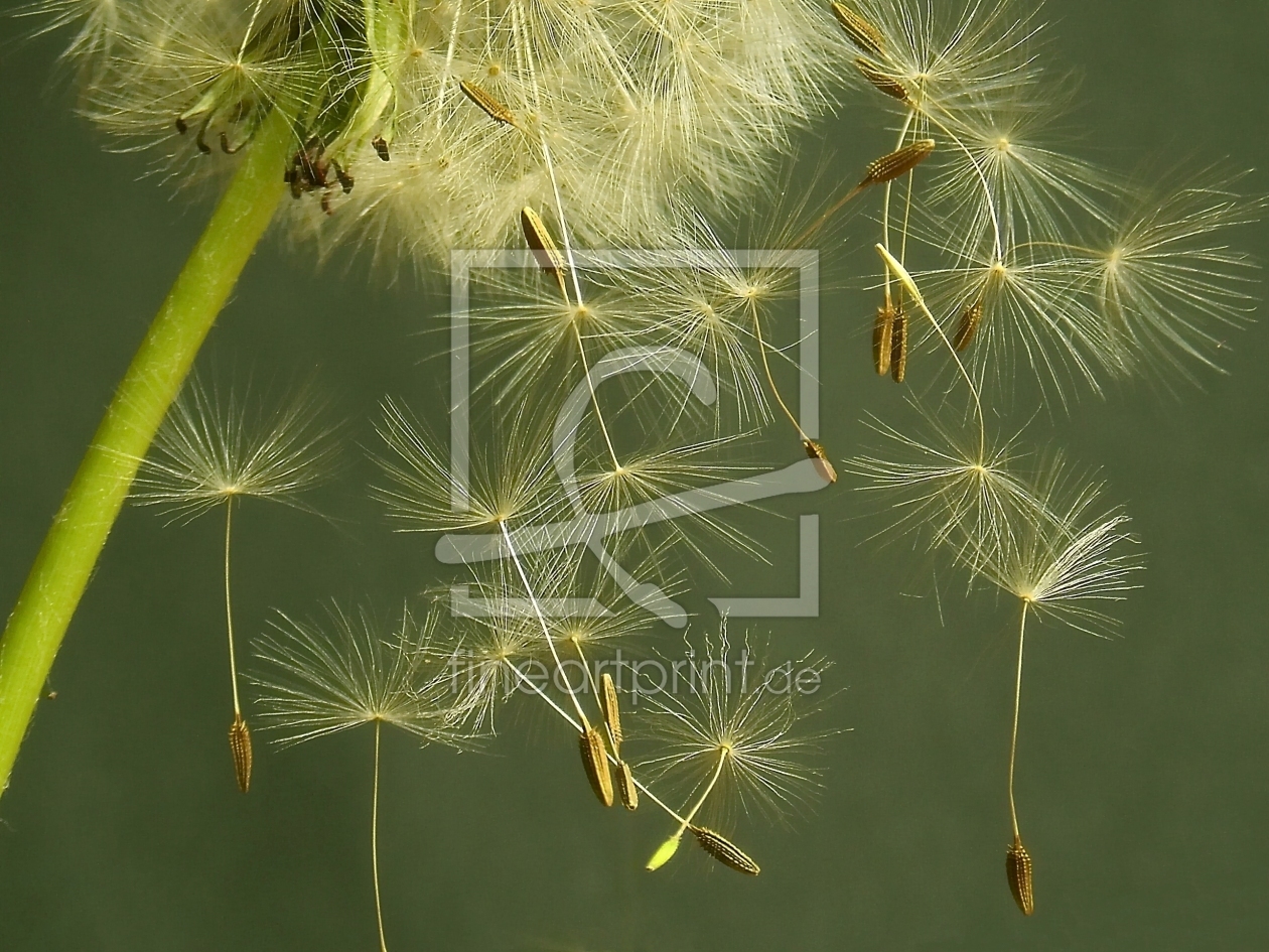 Bild-Nr.: 9258961 Pusteblume erstellt von naliha